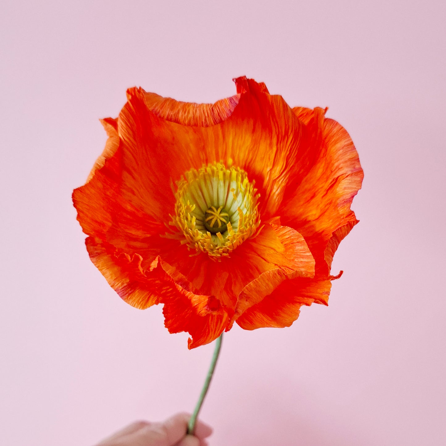 Mom's Club Day Special - Paper Flower Workshop