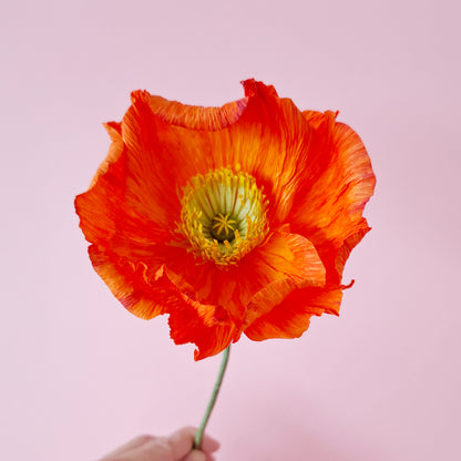 Mom's Club Day Special - Paper Flower Workshop